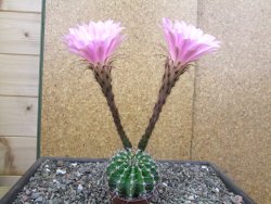 Echinopsis hybrid pot 7 cm - 12413084