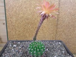 Echinopsis hybrid pot 7 cm - 12413087