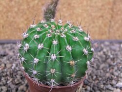 Echinopsis hybrid pot 7 cm - 12413090