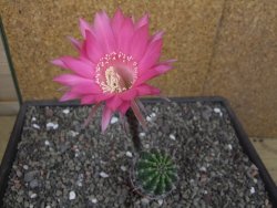 Echinopsis hybrid pot 5,5 cm
