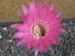 Echinopsis hybrid pot 5,5 cm - 12413092