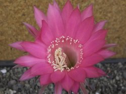 Echinopsis hybrid pot 5,5 cm - 12413093