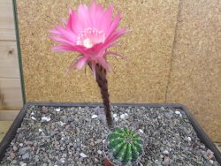 Echinopsis hybrid pot 5,5 cm - 12413094