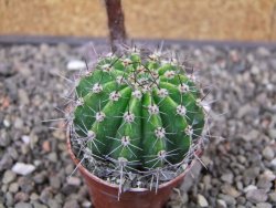 Echinopsis hybrid pot 5,5 cm - 12413095