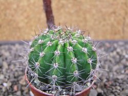 Echinopsis hybrid pot 5,5 cm - 12413096