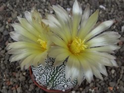Astrophytum Z Jasenné pot 5,5 cm
