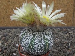 Astrophytum Z Jasenné pot 5,5 cm - 12413099