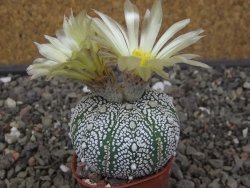 Astrophytum Z Jasenné pot 5,5 cm - 12413100