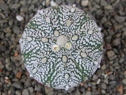 Astrophytum Z Jasenné pot 5,5 cm - 12413101
