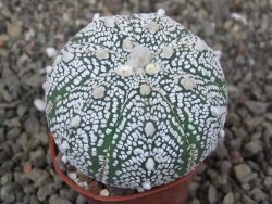 Astrophytum Z Jasenné pot 5,5 cm - 12413102