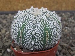 Astrophytum Z Jasenné pot 5,5 cm - 12413103