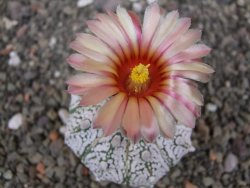 Astrophytum Z Jasenné pot 5,5 cm - 12413105