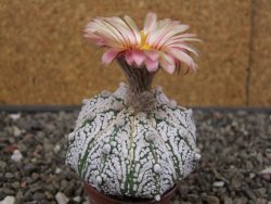 Astrophytum Z Jasenné pot 5,5 cm - 12413106