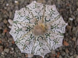 Astrophytum Z Jasenné pot 5,5 cm - 12413107