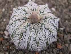 Astrophytum Z Jasenné pot 5,5 cm - 12413108