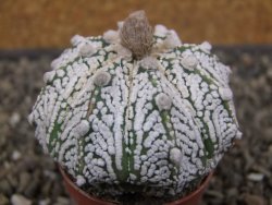 Astrophytum Z Jasenné pot 5,5 cm - 12413109