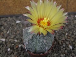 Astrophytum Z Jasenné pot 5,5 cm