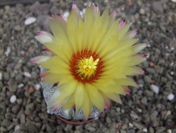 Astrophytum Z Jasenné pot 5,5 cm - 12413111