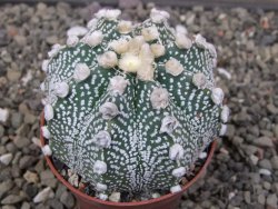 Astrophytum Z Jasenné květináč 7 cm - 12413120