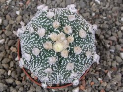 Astrophytum Z Jasenné květináč 7 cm - 12413121