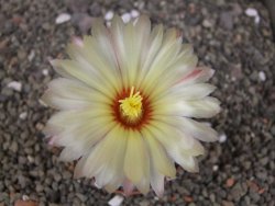 Astrophytum Z Jasenné květináč 6,5 cm - 12413123