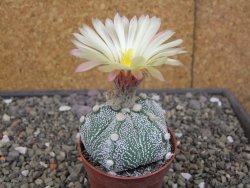 Astrophytum Z Jasenné květináč 6,5 cm - 12413124