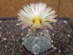 Astrophytum Z Jasenné květináč 6,5 cm - 12413125