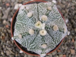 Astrophytum Z Jasenné květináč 6,5 cm - 12413127