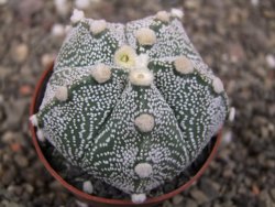 Astrophytum Z Jasenné květináč 6,5 cm - 12413128
