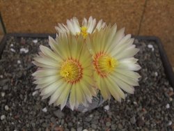 Astrophytum Z Jasenné květináč 6,5 cm - 12413130