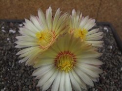 Astrophytum Z Jasenné květináč 6,5 cm - 12413131