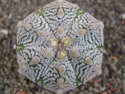 Astrophytum Z Jasenné květináč 6,5 cm - 12413135