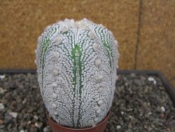 Astrophytum Z Jasenné květináč 6,5 cm - 12413137