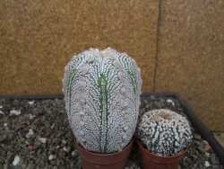 Astrophytum Z Jasenné květináč 6,5 cm - 12413138