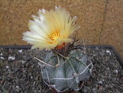 Astrophytum niveum pot 7 cm