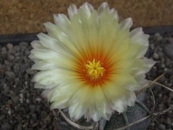 Astrophytum niveum pot 7 cm - 12413146