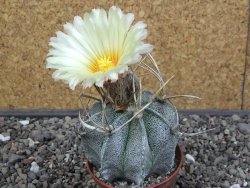 Astrophytum niveum pot 7 cm - 12413147