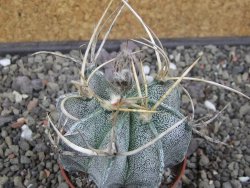 Astrophytum niveum pot 7 cm - 12413148