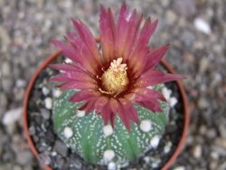 Astrophytum asterias X akabana oibo, květináč 6,5 cm - 12413151