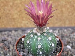 Astrophytum asterias X akabana oibo, květináč 6,5 cm - 12413152