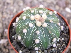 Astrophytum asterias X akabana oibo, květináč 6,5 cm - 12413153