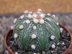 Astrophytum asterias X akabana oibo, květináč 6,5 cm - 12413154