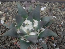 Ariocarpus retusus květináč 5,5 cm cites IA - 12413155