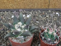 Ariocarpus retusus květináč 5,5 cm cites IA - 12413158