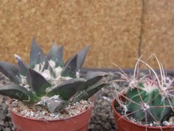 Ariocarpus retusus květináč 5,5 cm cites IA - 12413159