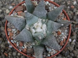 Ariocarpus retusus SB 68, květináč 6,5 cm, cites IA