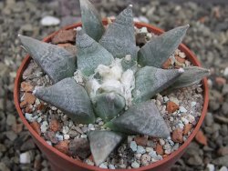 Ariocarpus retusus SB 68, květináč 6,5 cm, cites IA - 12413161