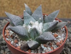 Ariocarpus retusus SB 68, květináč 6,5 cm, cites IA - 12413162