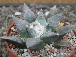 Ariocarpus retusus SB 68, květináč 6,5 cm, cites IA - 12413163