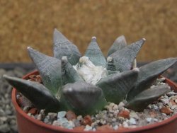 Ariocarpus retusus SB 68, květináč 6,5 cm, cites IA - 12413164